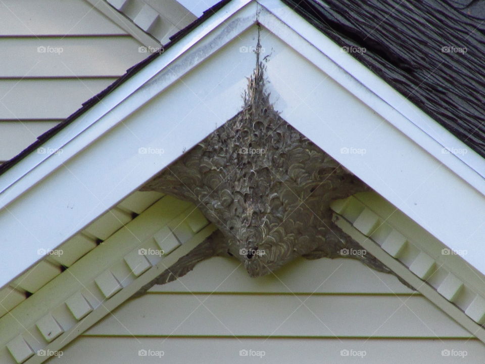 Huge paper wasp nest on a house 