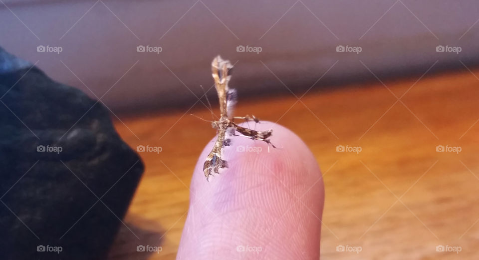 Plume moth on finger