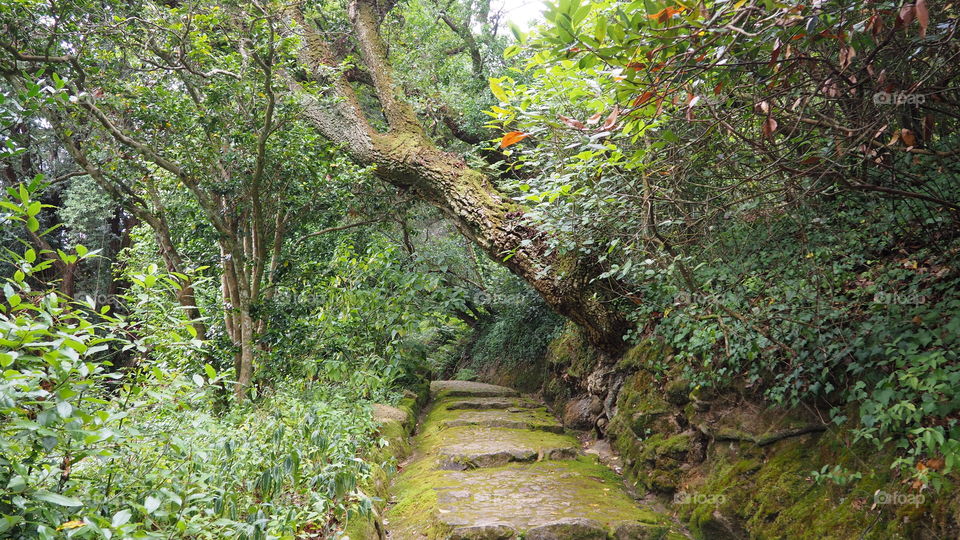 a path through the woods