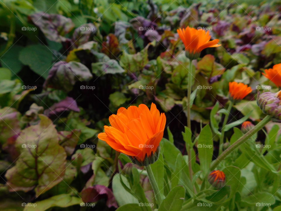 red flowers