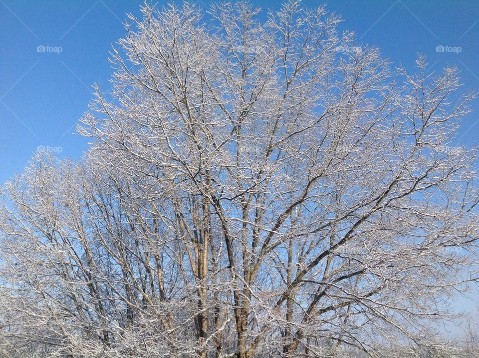 Spring snow on tree