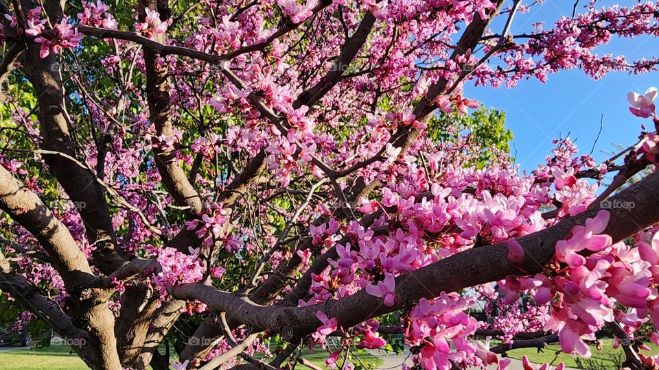 Redbud Tree blooming