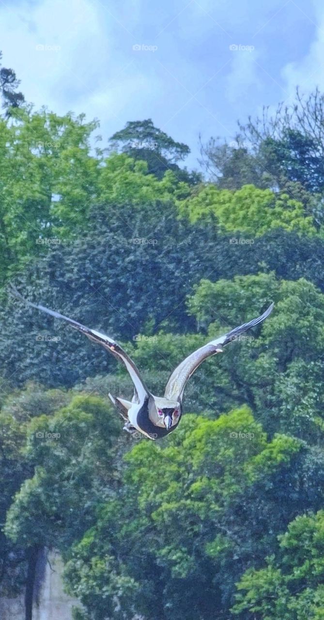 I want I want flying