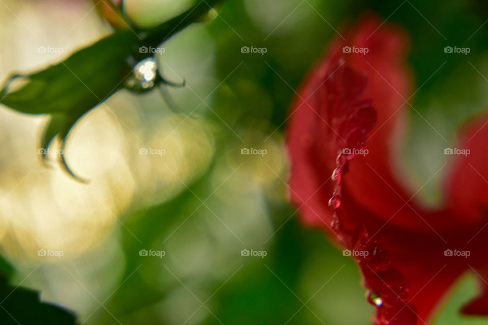 an out of focused-blured beauty