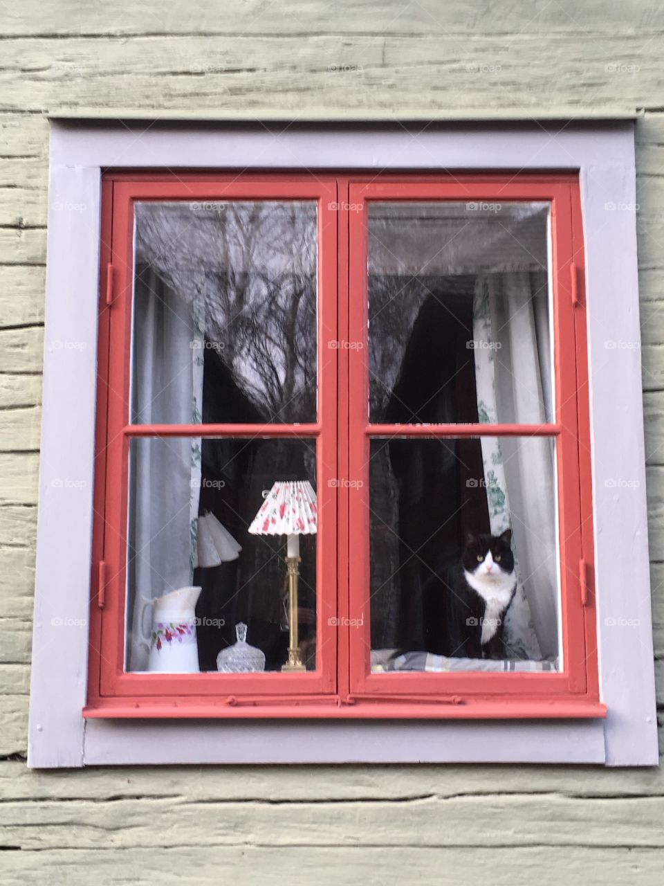 Black and white cat looking outside, Linköping, Sweden 