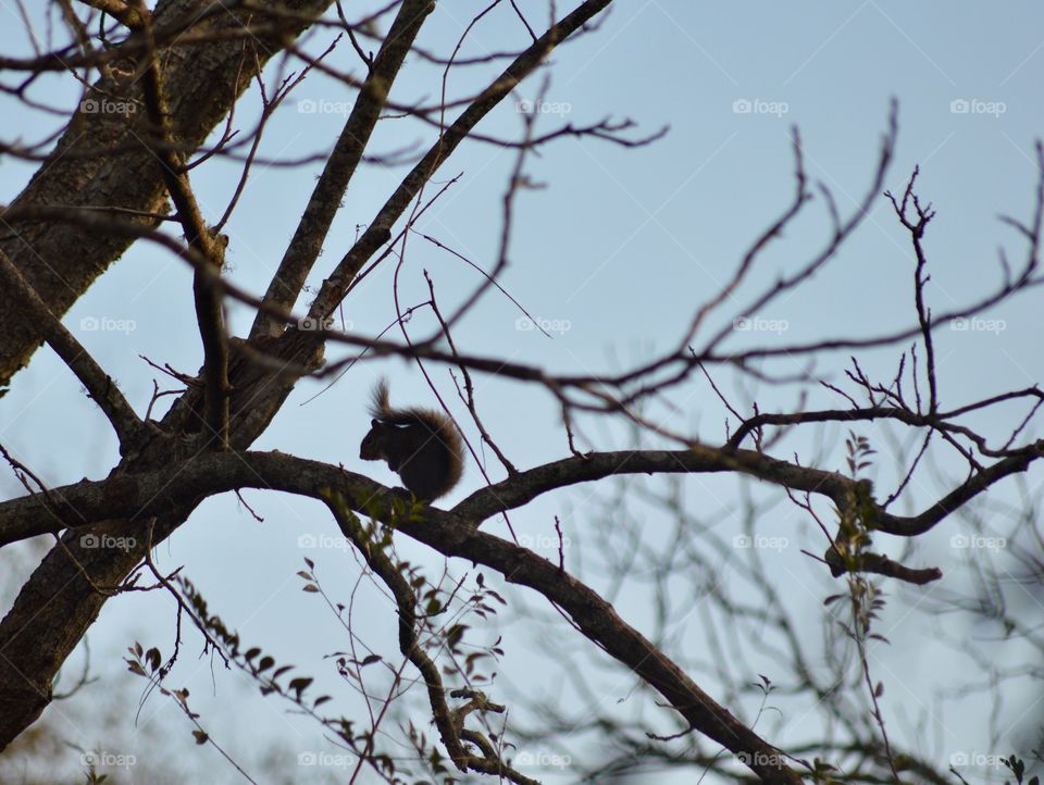 Squirrel silhouette in a tree