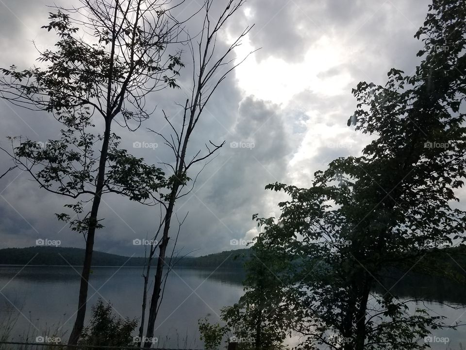 Tree, Landscape, Nature, Wood, Fog