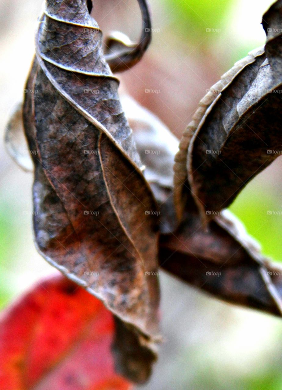 twisted leaves