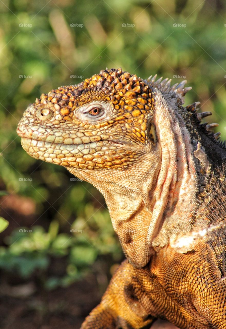 Close-up of a iguana lizard