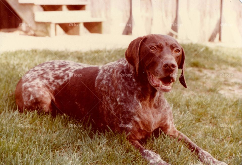 German short-haired pointer sitting on grass