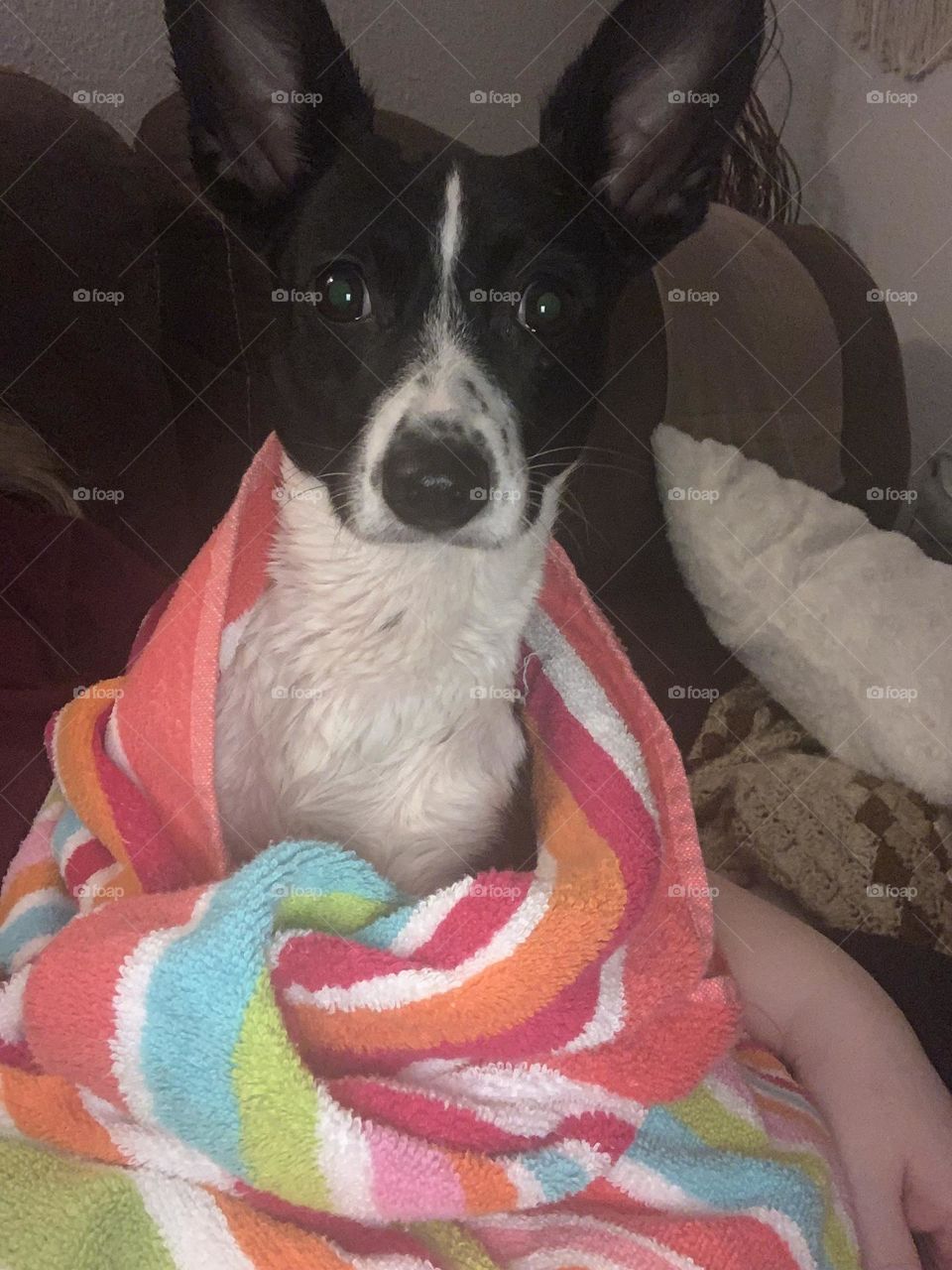 Chihuahua after bath