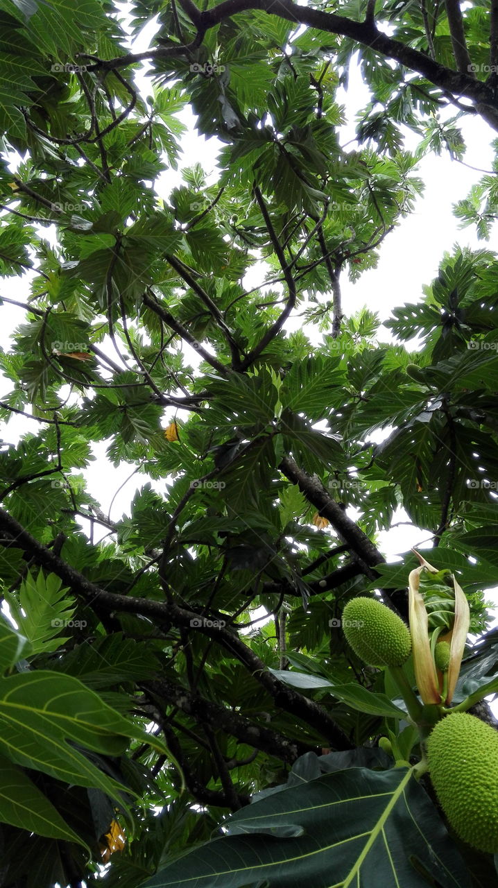 A view through tree