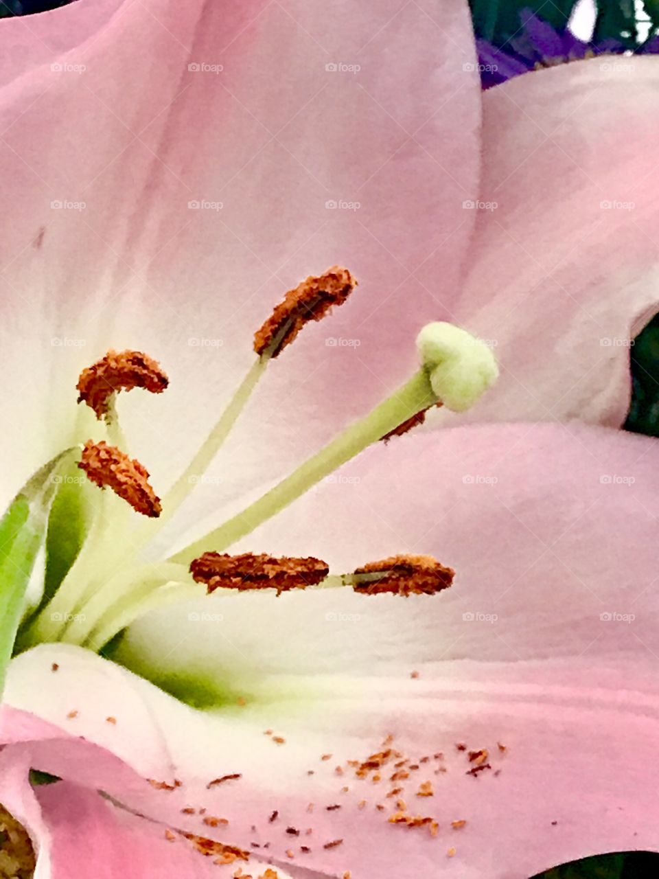 Close up lily