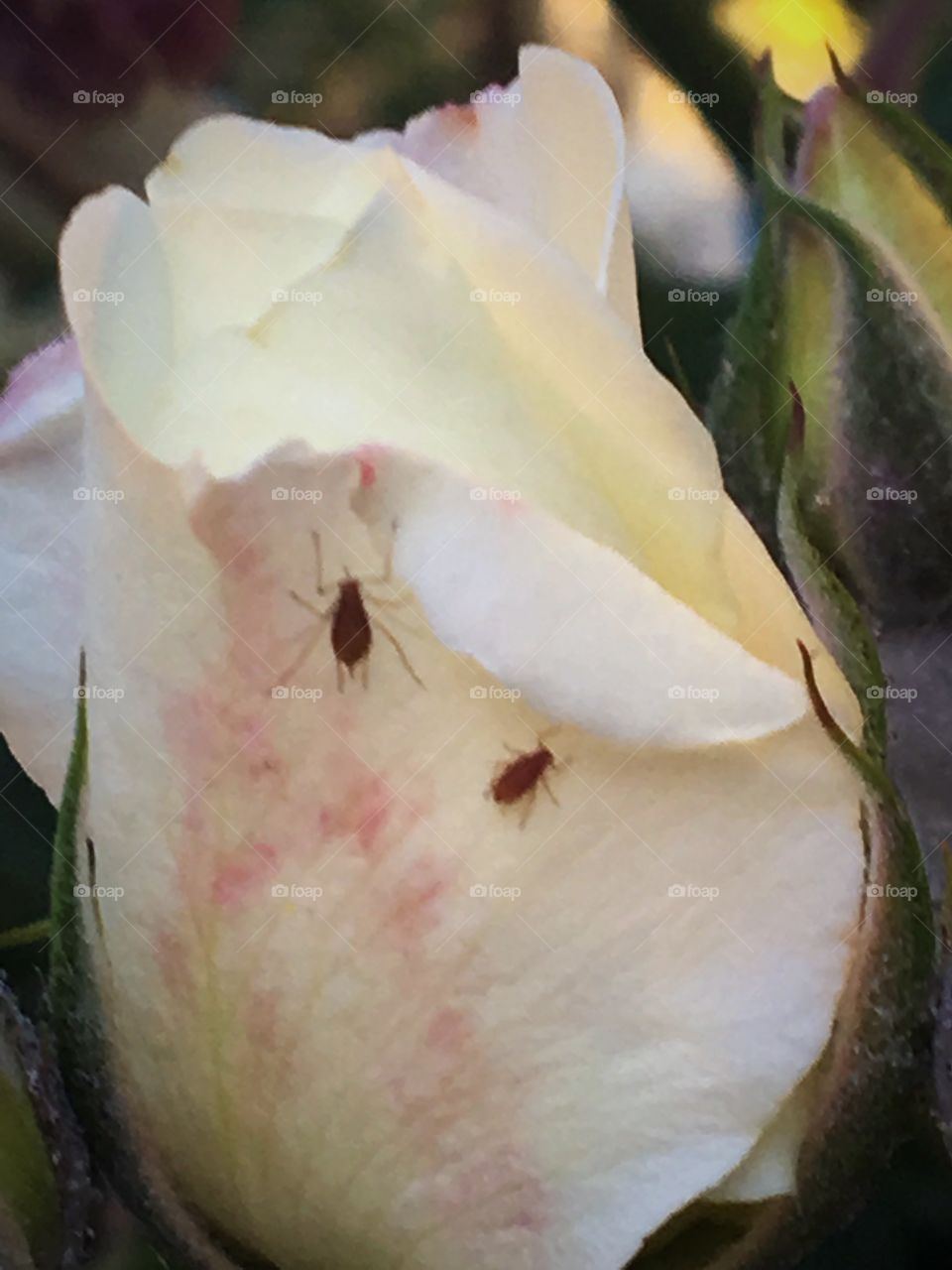 Insects in to of a rose 