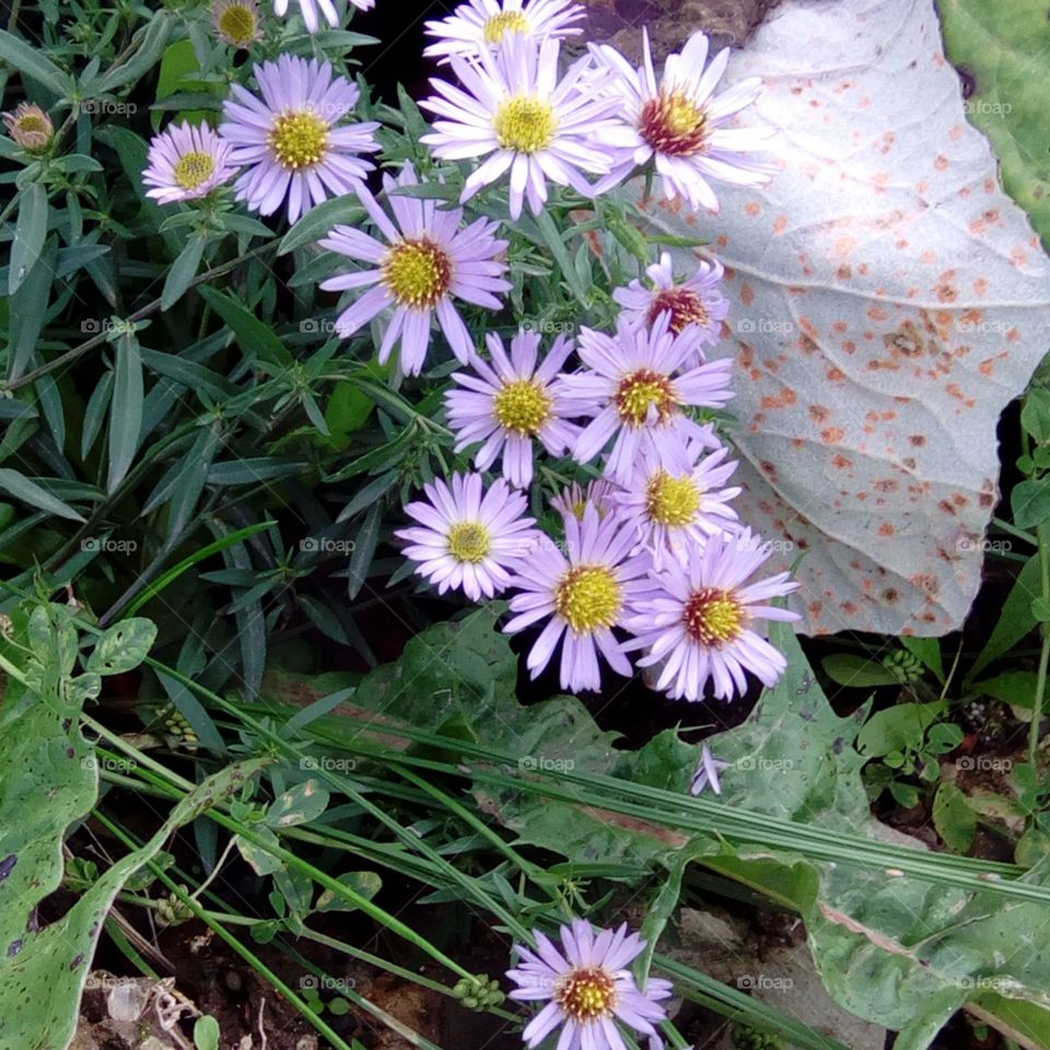 I found these hidden behind a rock. They were so tiny and delicate, and they looked unusual to me; they looked like daisies but were a pastel pink/ lilac colour.