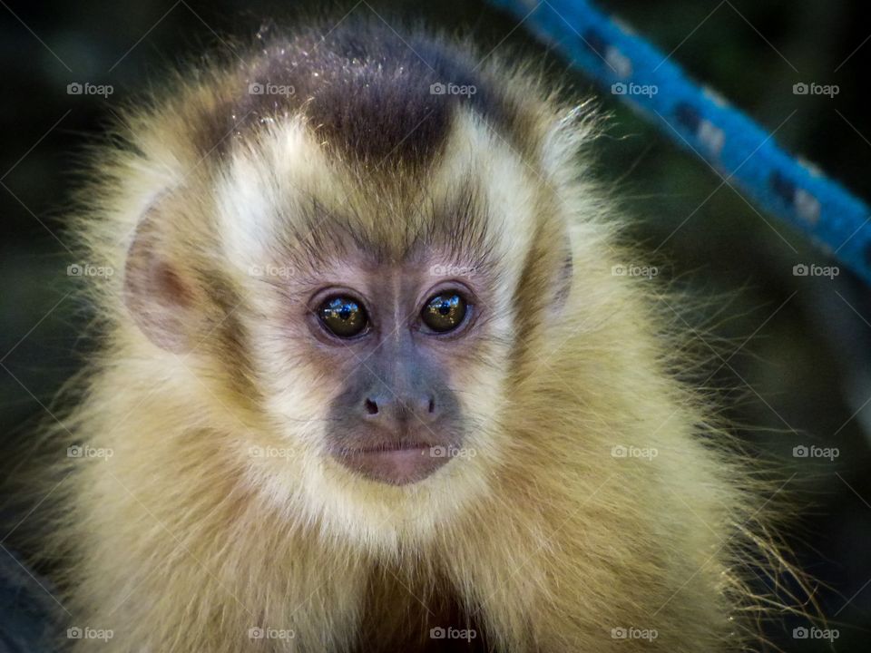 Baby capuchin monkey