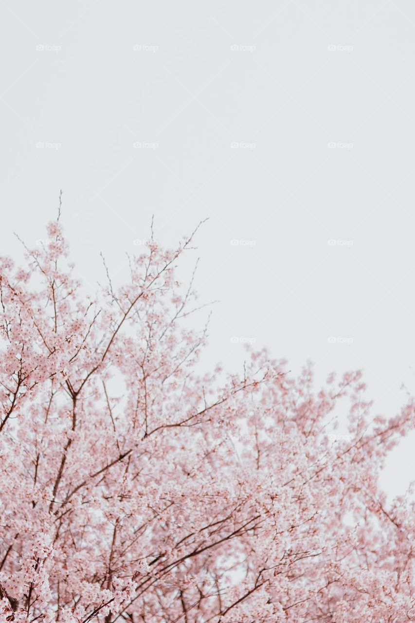 I would like describe this photo beautiful natural pink luxurious plants