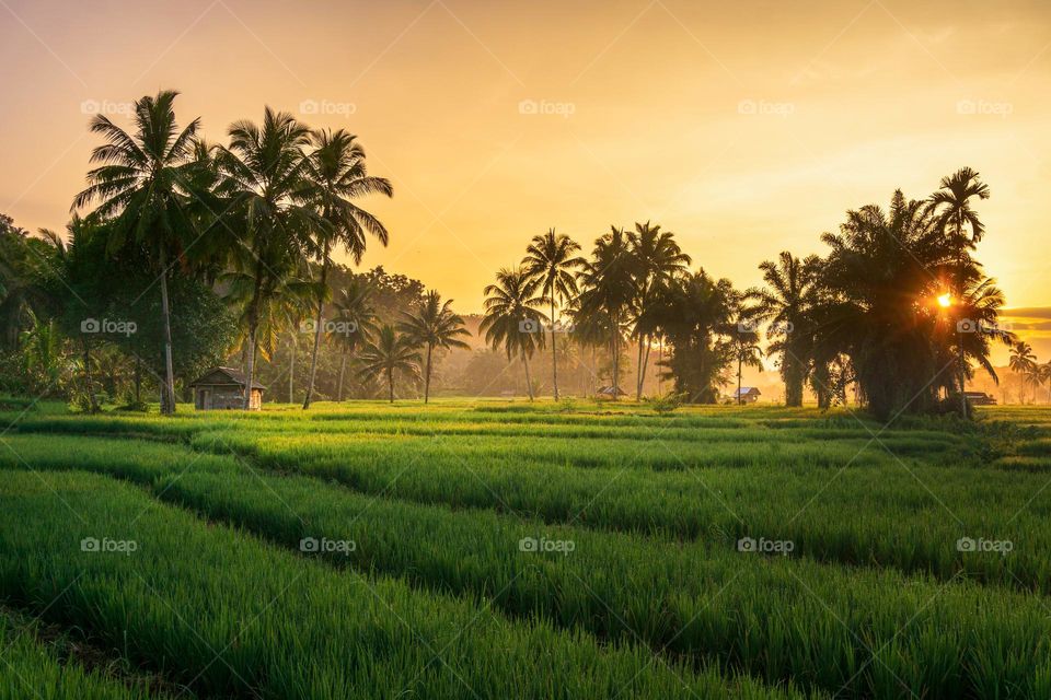 the beauty of the morning mist in the rice fields