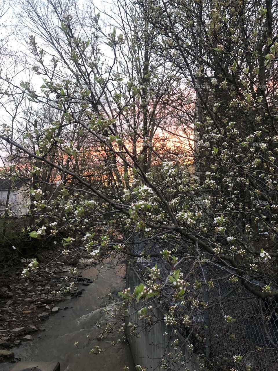 Flowers budding off a tree in the creek in the center of town with a sunset background