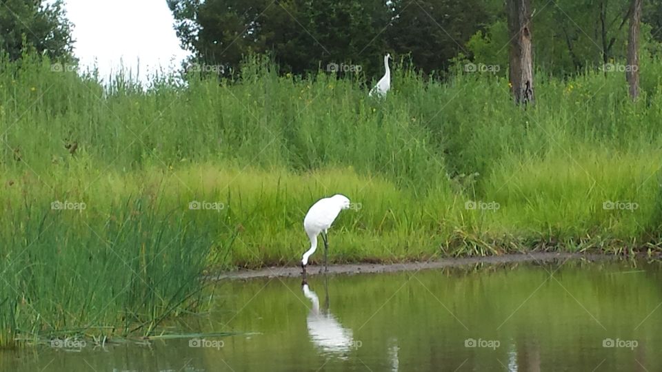 Whooping Cranes. at the International Crane Foundation