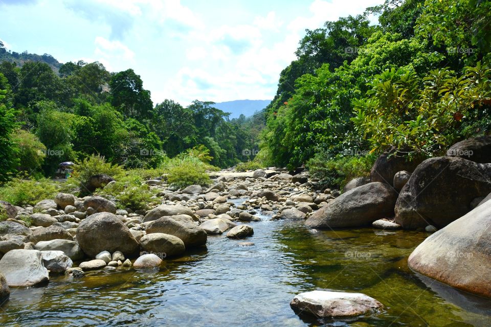 Scenic view of river flowing in forest