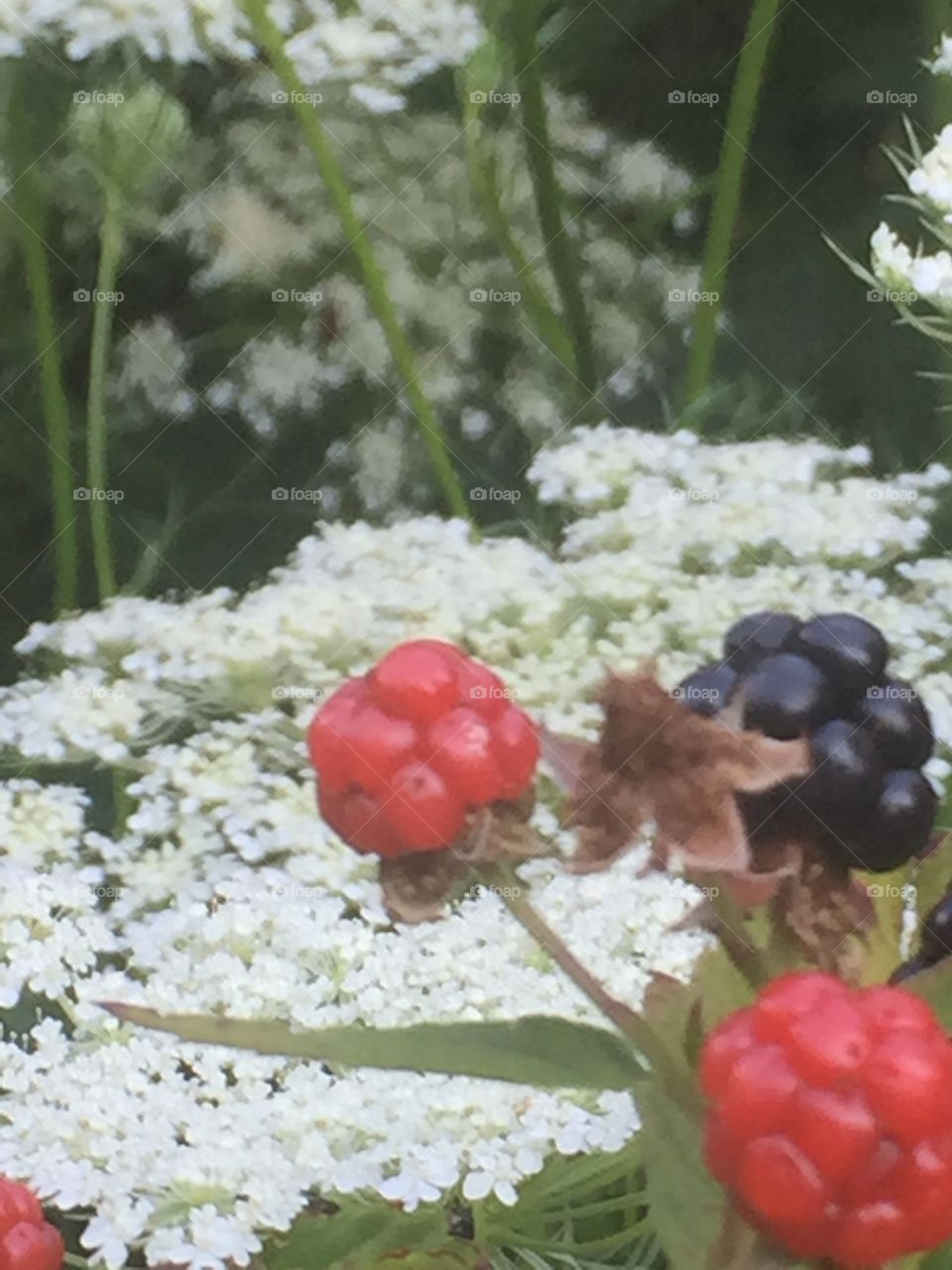 White and berries
