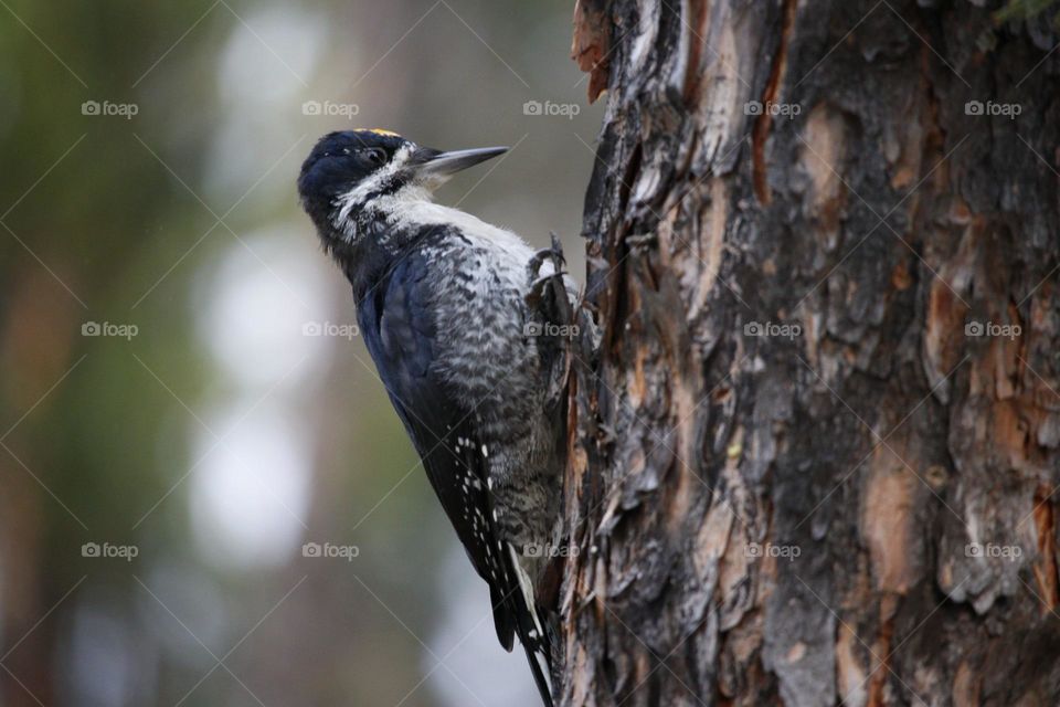 black backed woodpecker