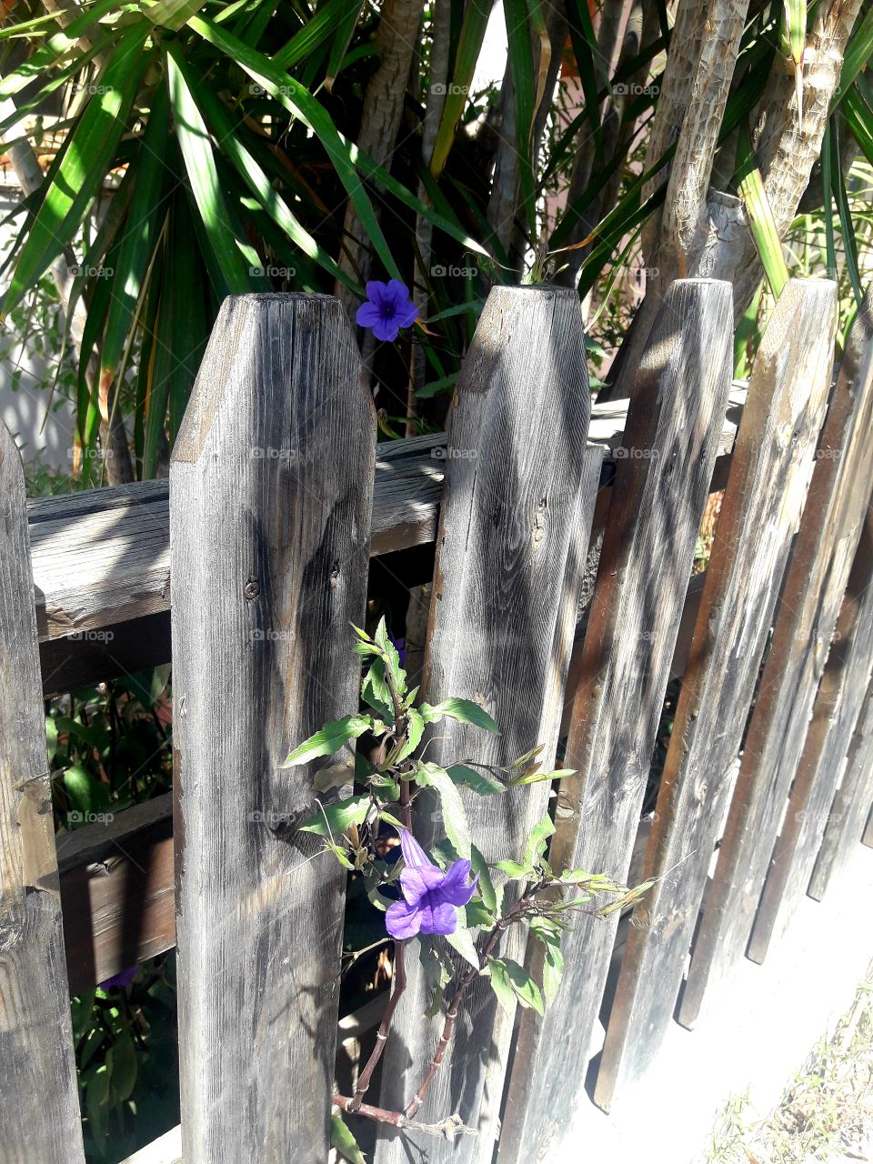 house devoration with beautiful purple flower