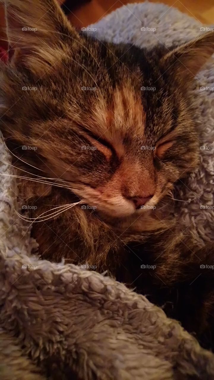 Asleep under the blanket