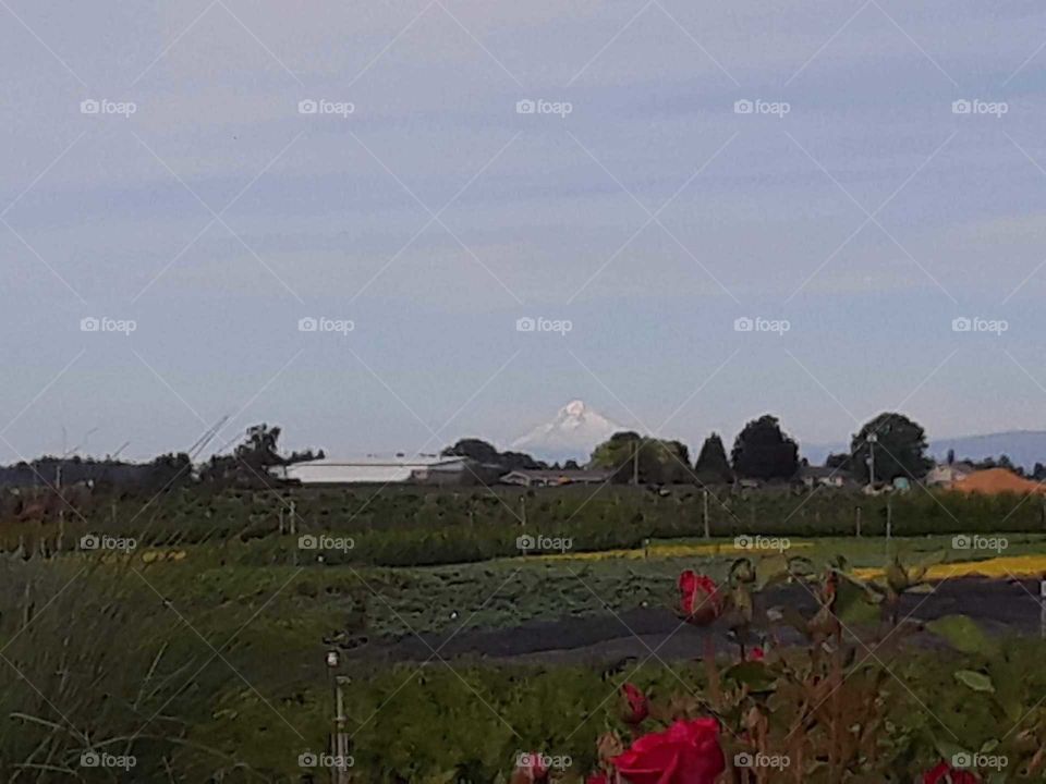 Gardens around the farm