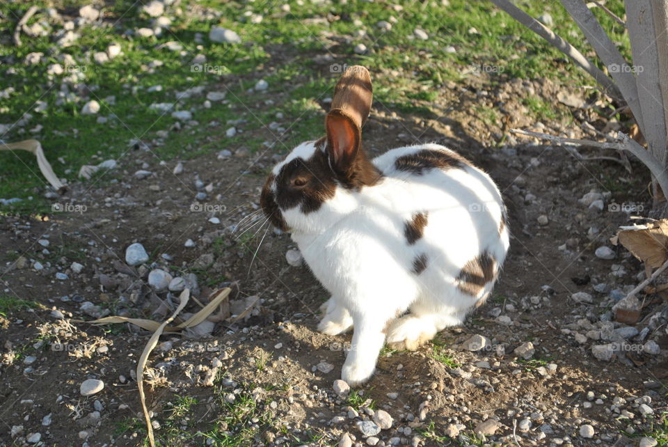 A cute bunny in the park in Las Vegas