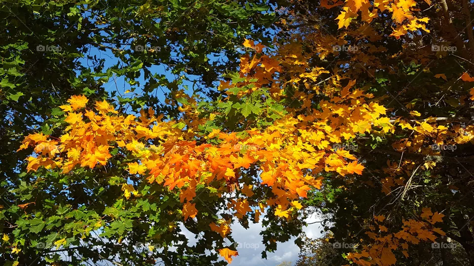 Maple