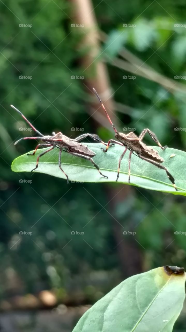 Insect, Invertebrate, Nature, Wildlife, Leaf