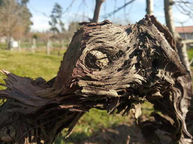 Old Wood