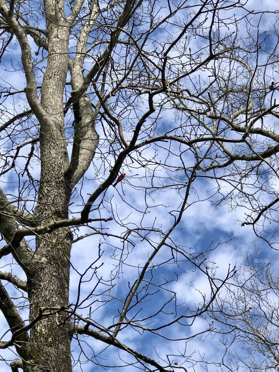 Red cardinal on bare oak limbs