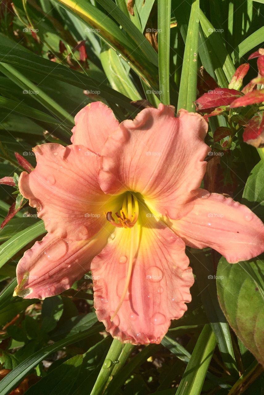 Orange Day Lily