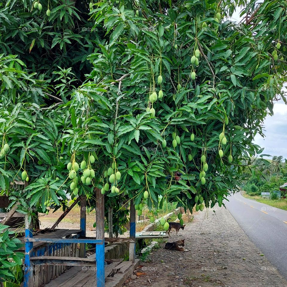 Fruitful mango tree.