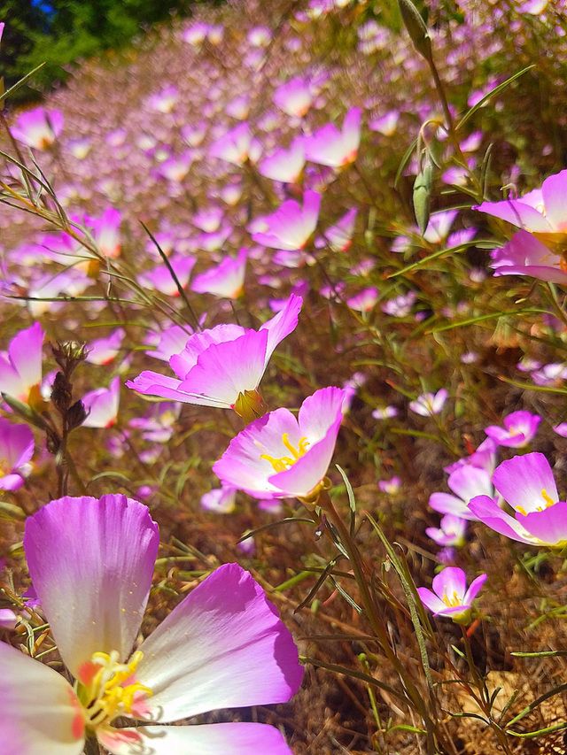 Nature's wonder
