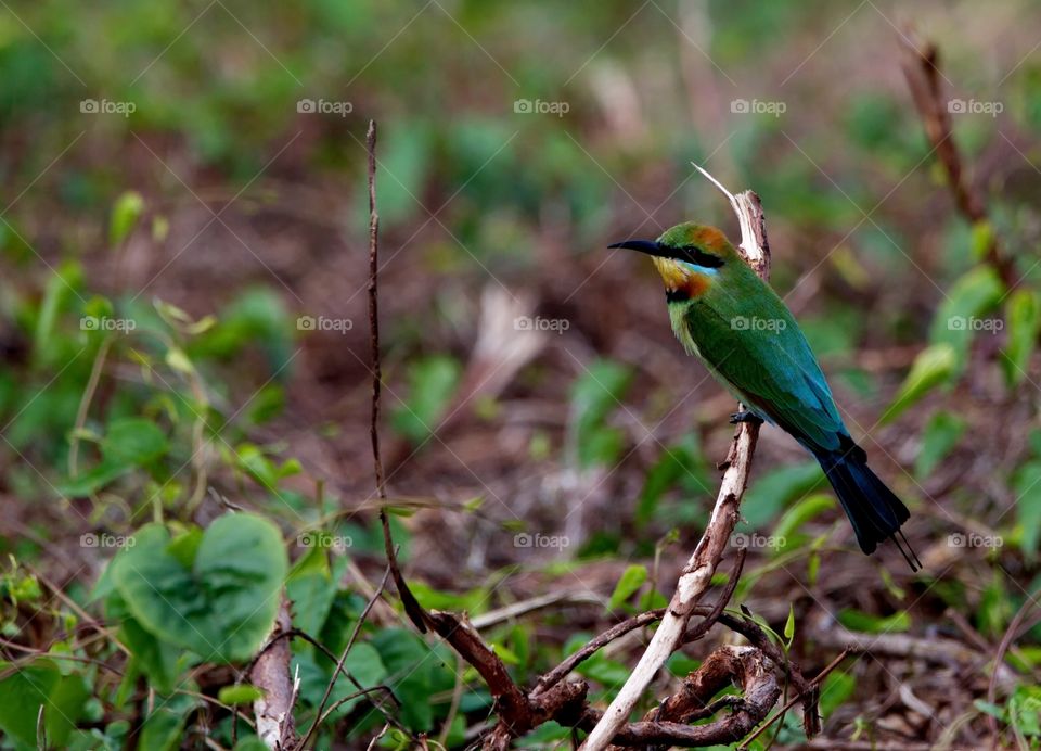 rainbow bee-eater