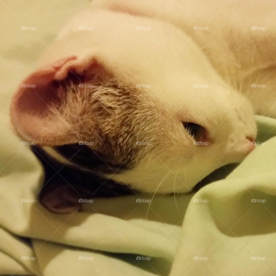 A side face of a cat