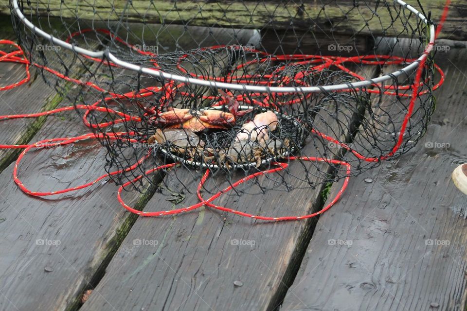 Crab net. Crabbing at the Oregon coast