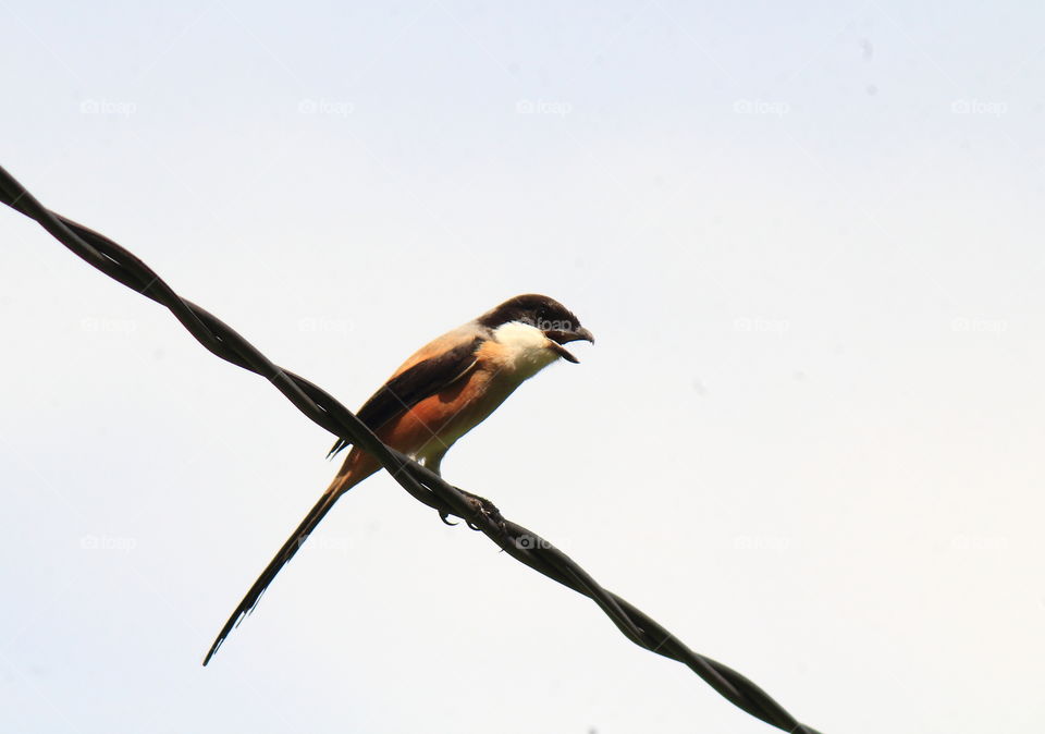 Long tailed - shrike . Stripe black mask bird garden to the village . Always be patiently of bird to the , because the number of this bird in a category large for the nature which always visit the garden of human . Medium size looks to the cage .