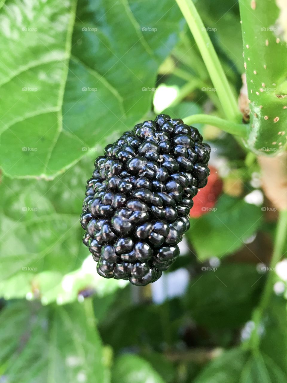 A juicy ripe mulberry on the tree foreground blurred unripe red berry background