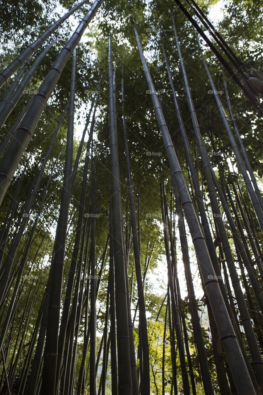 Bamboo tree tops