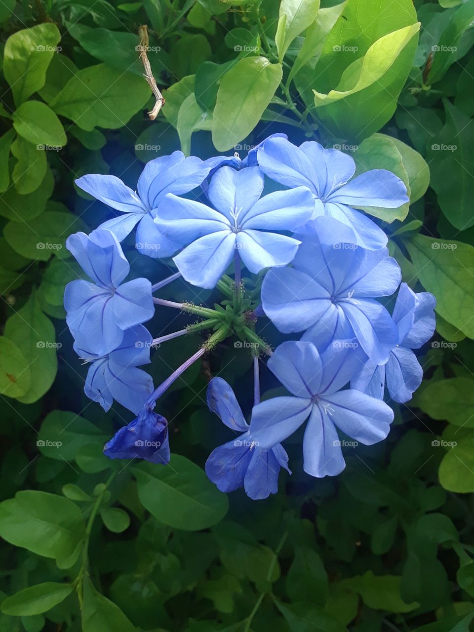 cluster of blue flowers