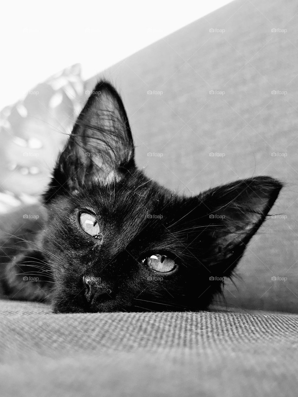 A sleepy black kitten named Toga. It is cat in Spanish, back to front. It is an affectionate way of calling a cat in Argentina. Gato = Toga.