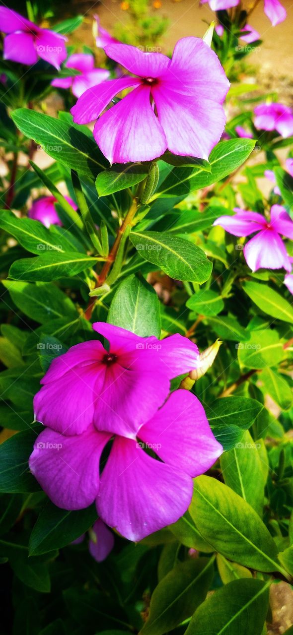 Flower,Some people dream of their success, while others wake up every morning to make their dreams come true