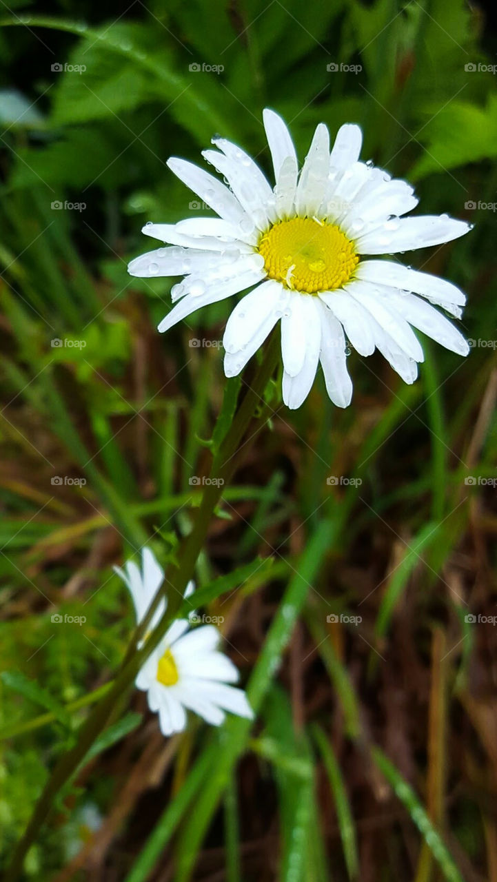 Daisy Dew Upward