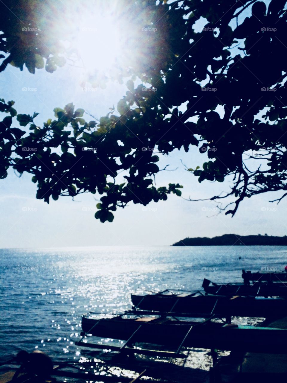 Healthy tree on the seashore🤭