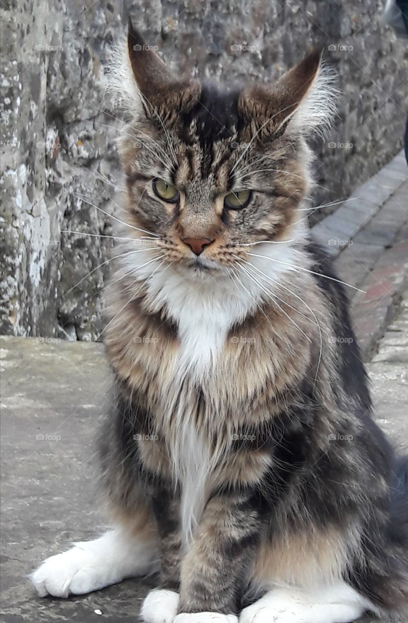 Long haired cat sat proudly